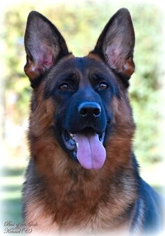 Německý Ovčák - štěňata - 12