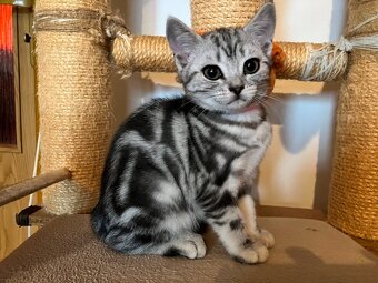 Koťátka britská Whiskas černostříbřitý mramor - 12