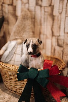 Whippet/Vipet s PP (pejsek,fena) - 12