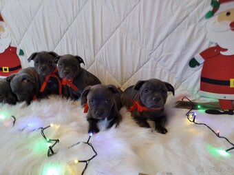 Stafordšírský bulteriér - 12