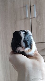 Morče, morčata, morčátka - 12