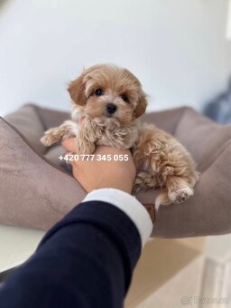 Maltipoo F1 caramel 3 měsíce 1500€‼️ Mimi - 12