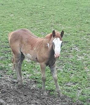 Paint horse žrebec - 12