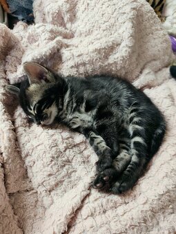 Bengálský Charcoal kocourek s PP - 12