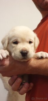 Labrador - černá a smetanová štěňátka - 12