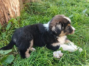 Australský ovčák –  poslední krasavec k odběru - 12