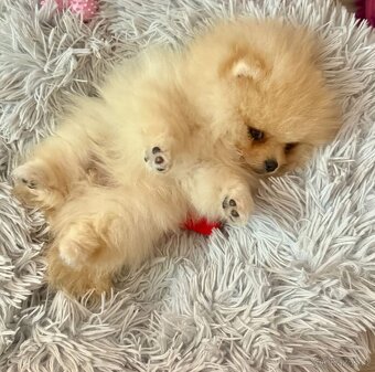 POMERANIAN S PP FCI - ch.s. z Malebného povltaví - 12