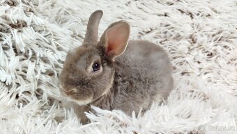 Zakrslý beránek,králíček,králík -(REX)-DIANA - 12