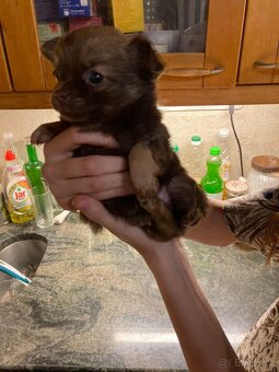 Štěňátka čivavy hledají hezké domovy. - 12