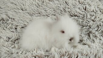 Zakrslý králík, králíček -(TEDDY)-HERBERT - 12