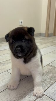 Americká akita - štěňata - 12