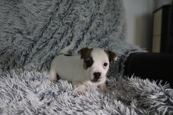 Jack Russell teriér - jrt - 12
