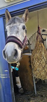 Teplokrevny valach 5 let - 12