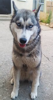 Sibiřský husky - 12