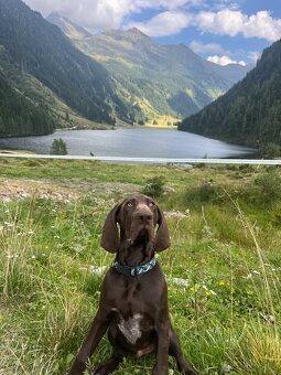 Německý ohař krátkosrstý hnědý - 12