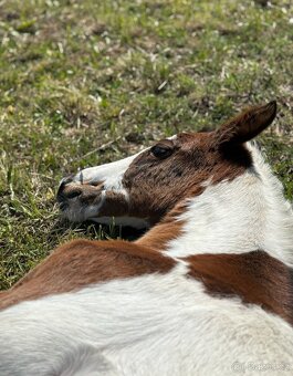 APHA  Bay Tobiano Hřebeček - 12