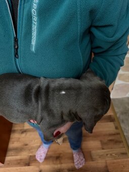 American Bully s PP ABKC - 12