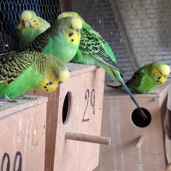 ANDULKY K ODBĚRU - 12