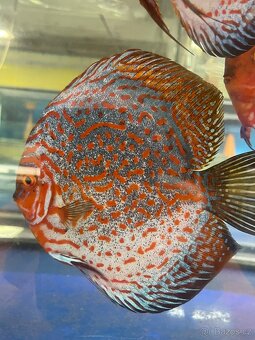 Terčovec- diskus - 12