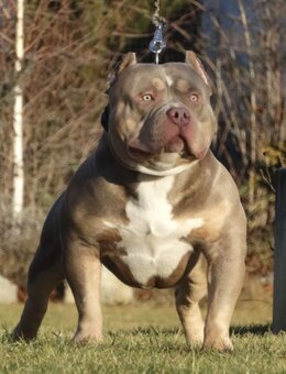 American bully - 12