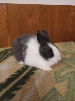 Králík zakrslý - 12