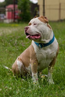 American bully - 12