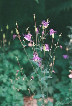 Canon AE-1 Program set - 12