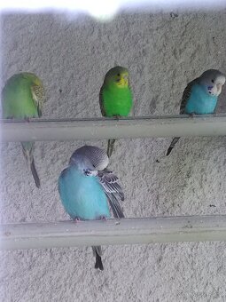 ANDULKA VLNKOVANÁ - 12