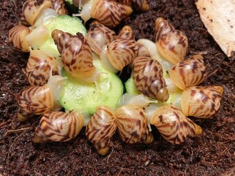 Oblovka síťkovaná (Lissachatina reticulata) 🐌 - 12