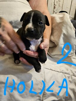 Štěňátka Pitbulla prodám - 12