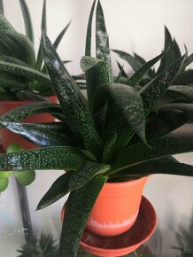 Nabízím gasterie, aloe, agave, chamaedora. - 12