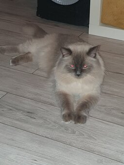 Ragdoll krytí - 12