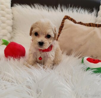Maltipoo - 12