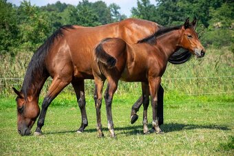 Quarter horse roční kobylka 5/2024, 6 panel N/N - 12