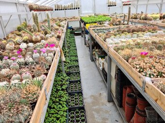 Prodám rozsáhlou sbírku kaktusů - 12