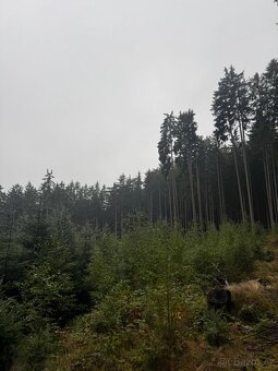 Prodám lesní pozemky v k.ú. Nicov - 12