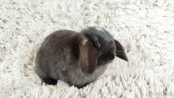 Zakrslý beránek, králíček, králík - ELLA - 12