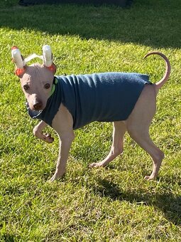 Peruánsky naháč malý - Anthoni - 12