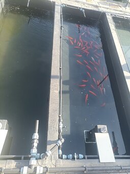 Koi kapr ,Karas zlatý,Karas shubunkin,závojnatka. - 12