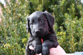Flat Coated Retriever - pejsci s PP - 12