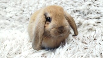 Zakrslý beránek, králíček, králík - JIJI - 12