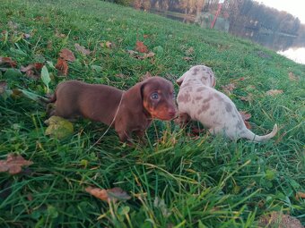 Trpasličí hladkosrstý jezevčík - 12