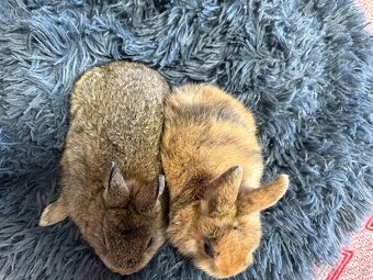 ♥️zakrslý králík - mimča již k odběru 🐰 - 12