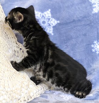 Bengálská kočka s Pp - 12