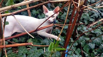 kocour Sphynx - 12