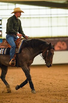 Připouštěni bay roan hřebcem Quarter horse - 12