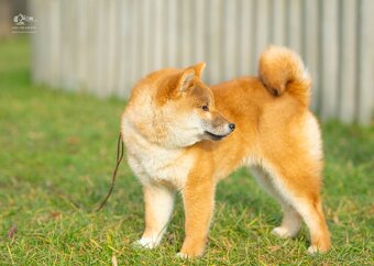 Shiba  štěňata s PP ODBĚR IHNED - 12