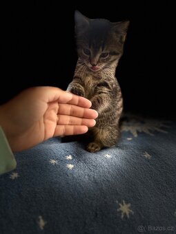 🐾 Hledá se nový domov pro kocourka Bobánka 🐾 - 12