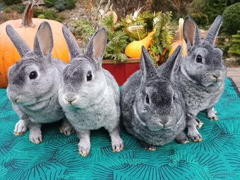 Zakrslý rex činčilový miminka - 12