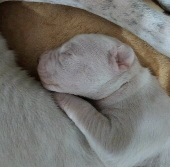 Argentínska doga s PP - 12